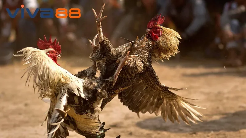 Đá Gà Viva88 – Hướng dẫn đặt cược chi tiết, dễ dàng hốt bạc!