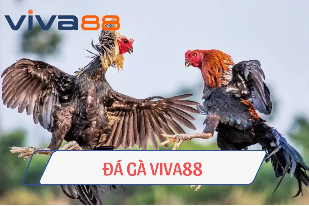 Đá Gà Viva88