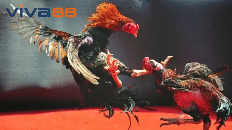 Phân tích chiến kê để đặt cược chuẩn xác tại đá gà Viva88.