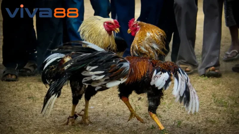 Trải nghiệm cá cược thực chiến, thắng tiền trong tích tắc tại đá gà Viva88.